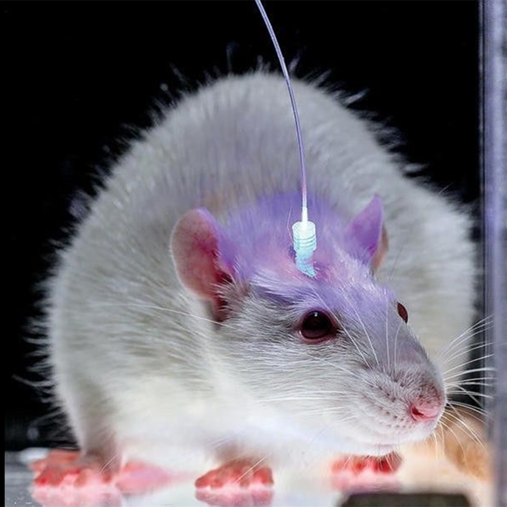 Laser Optogenetics Application on mice 