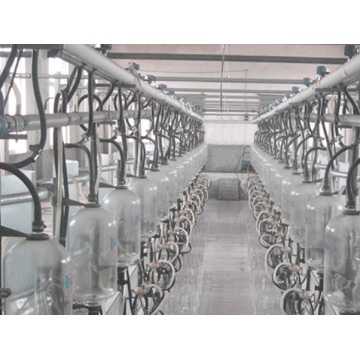 Auto full milking parlor for dairy cows