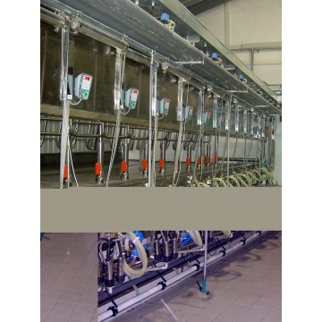 Automatic parallel quick-release milking parlor