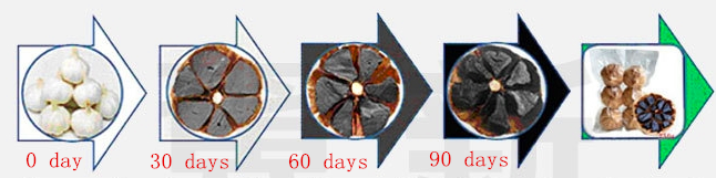 fermentation process