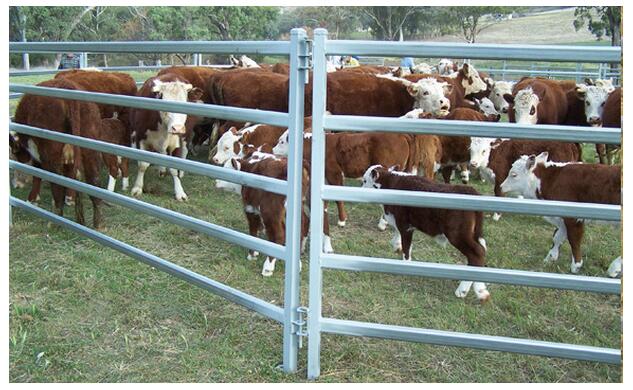 farm fence