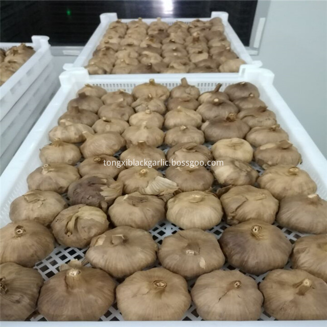 Multi Black Garlic 002