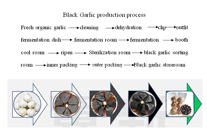 black garlic ferment process