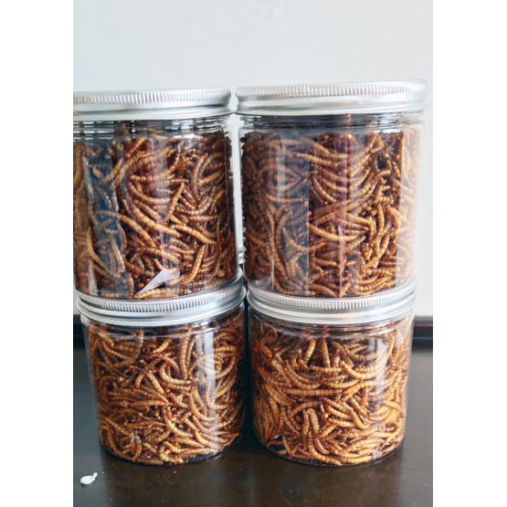 Feed insect of yellow mealworm