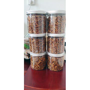 Feed insects of yellow mealworms
