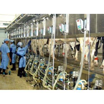 Milking parlor for cows and goats