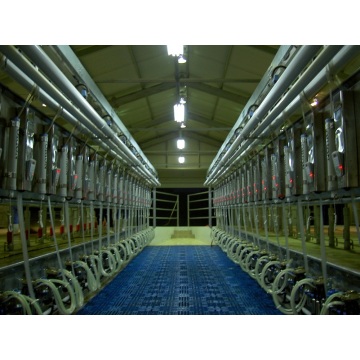 Automatic milking hall for cows and goats