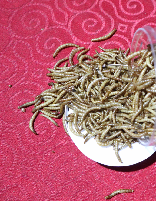 Dry Mealworm Feed