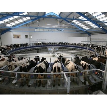 KLN herringbone cow equipment goat milking parlor