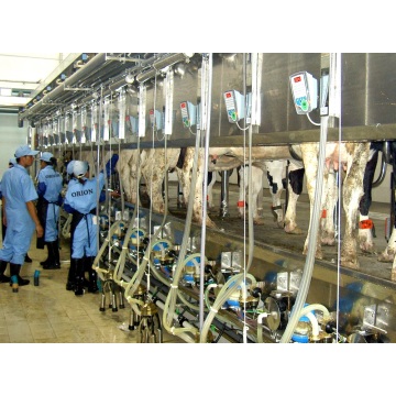 Dairy cow milking parlor