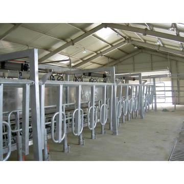 Mid-set milking parlors for cows