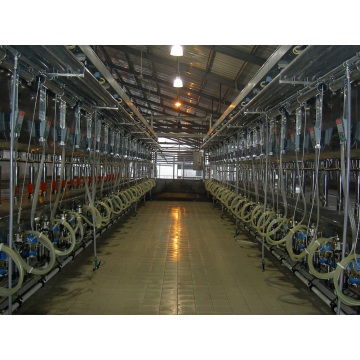 Dairy cow used milking parlor