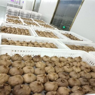 Nomal Black Garlic with Our Life