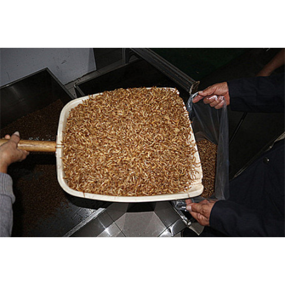 High Protein Chicken Feed Dried Mealworm