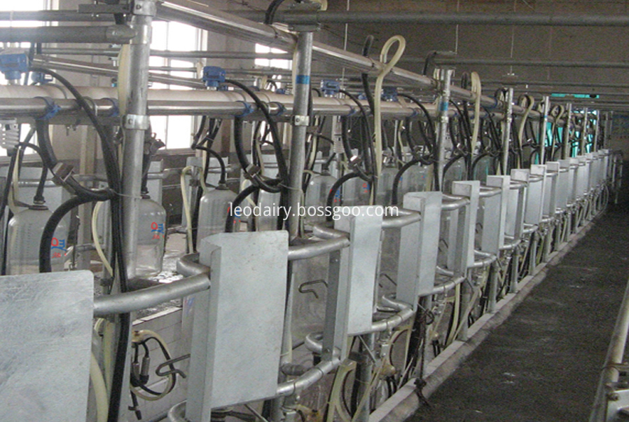 midset milking parlor