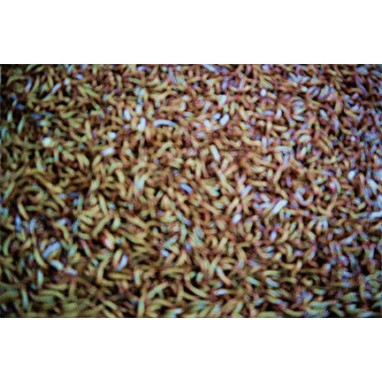 Fish Food Dried Tenebrio Molitor with High Protein