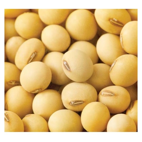 High Protein Dry Soybean