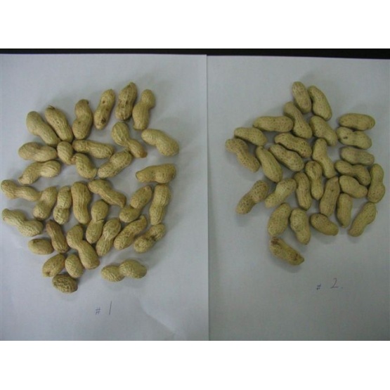 peanut in shells Shandong origin