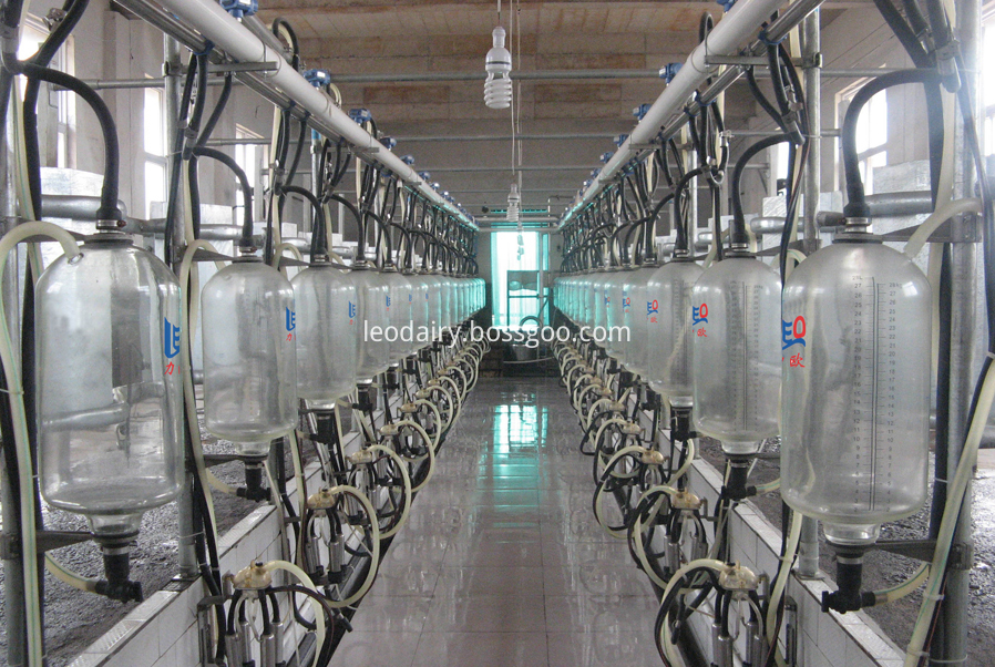 fishbone milking parlor