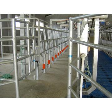 dairy cow auto milking parlors