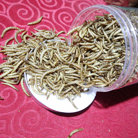 Mealworm Protein In Powder