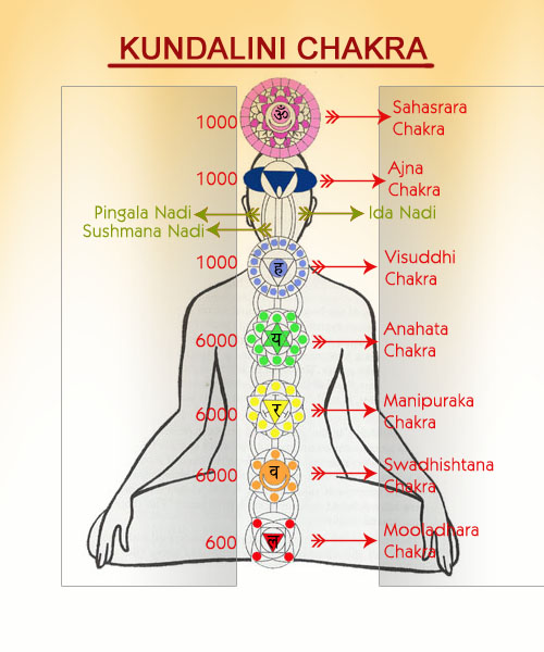 7  Seven kundalini Chakras 