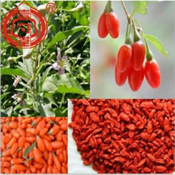 Healthy Goji Berries Red Dried Fruits