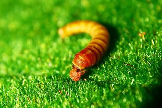 Mealworm for Poultry