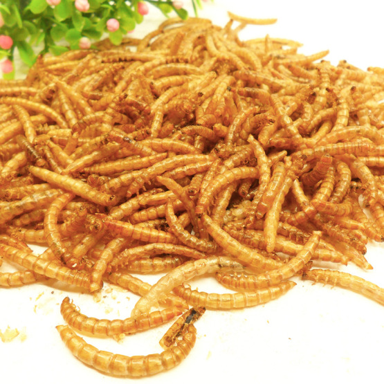 Fishing Bait Protein Microwave Drying Of Yellow Mealworm