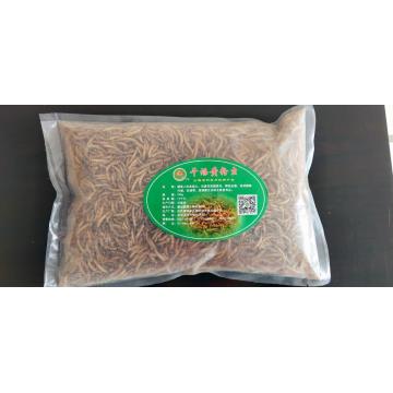 Yellow mealworm for birds