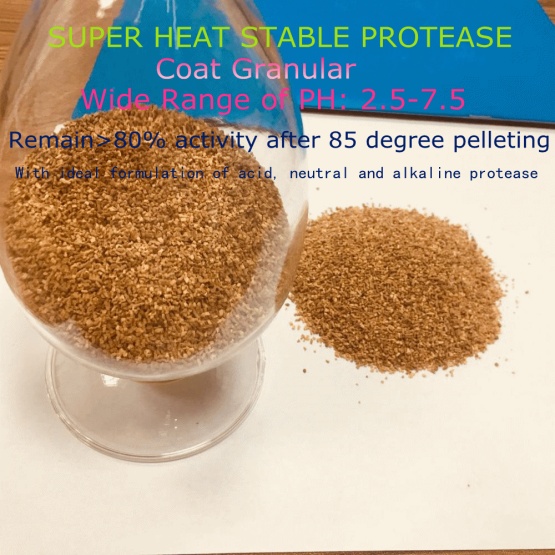 Protease  coat granular