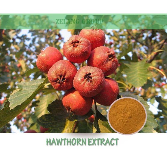 Digestive support Hawthorn Extract powder