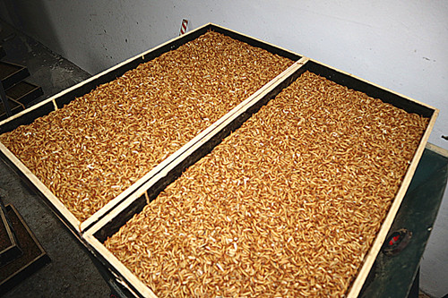 High Nutrient Poultry Feed