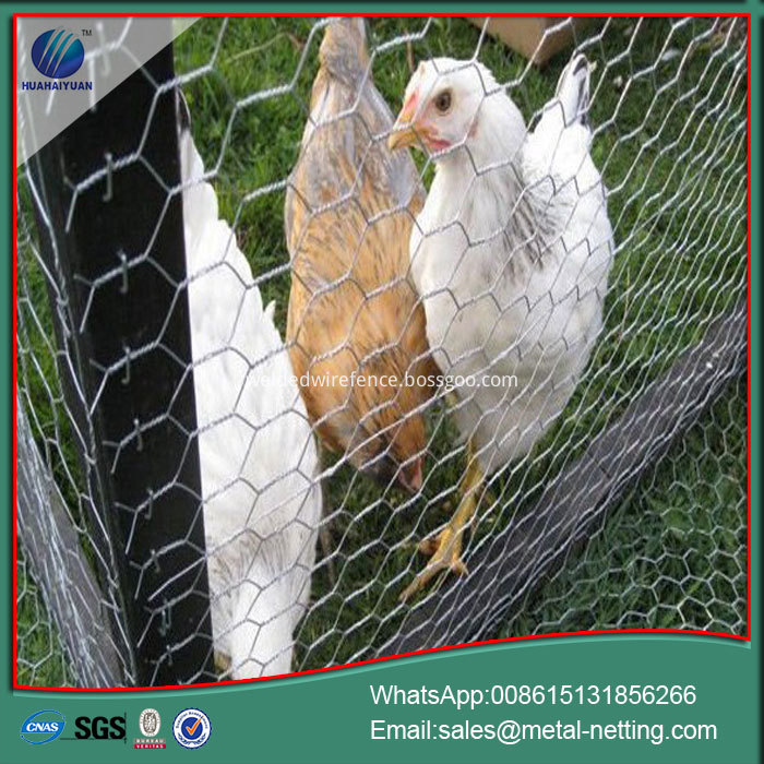 chick wire mesh offer