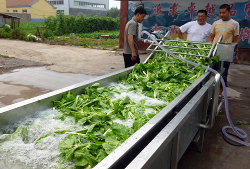 cabbage spinach washing