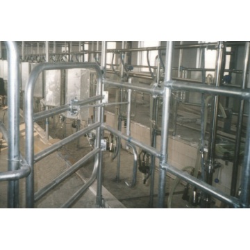 Automatic fishbone milking parlor for cows