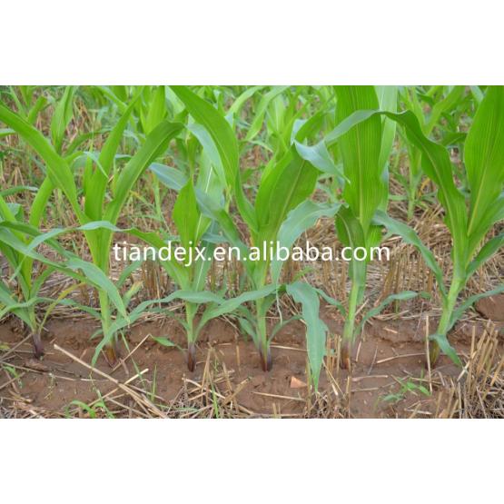 Mechanical precision maize/corn planter