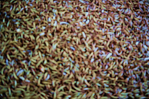 Bulk Mealworm Poultry Feed