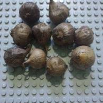 Oxidant Single Clove Black Garlic  With FDA
