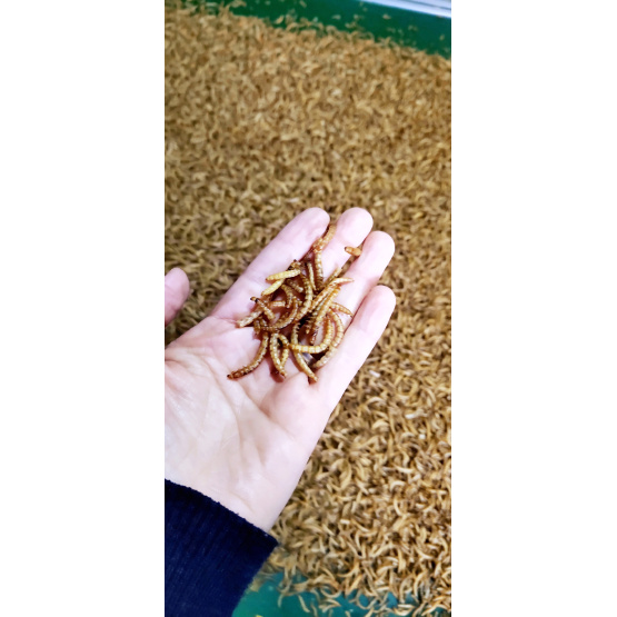 high protein from mealworms