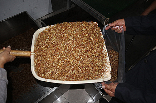 Dried Mealworm Bird Feed