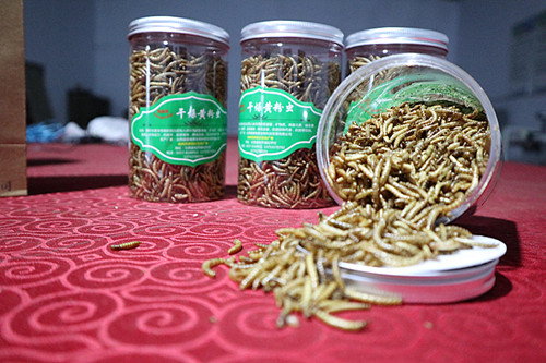 Nutrition Yellow Dried Mealworm