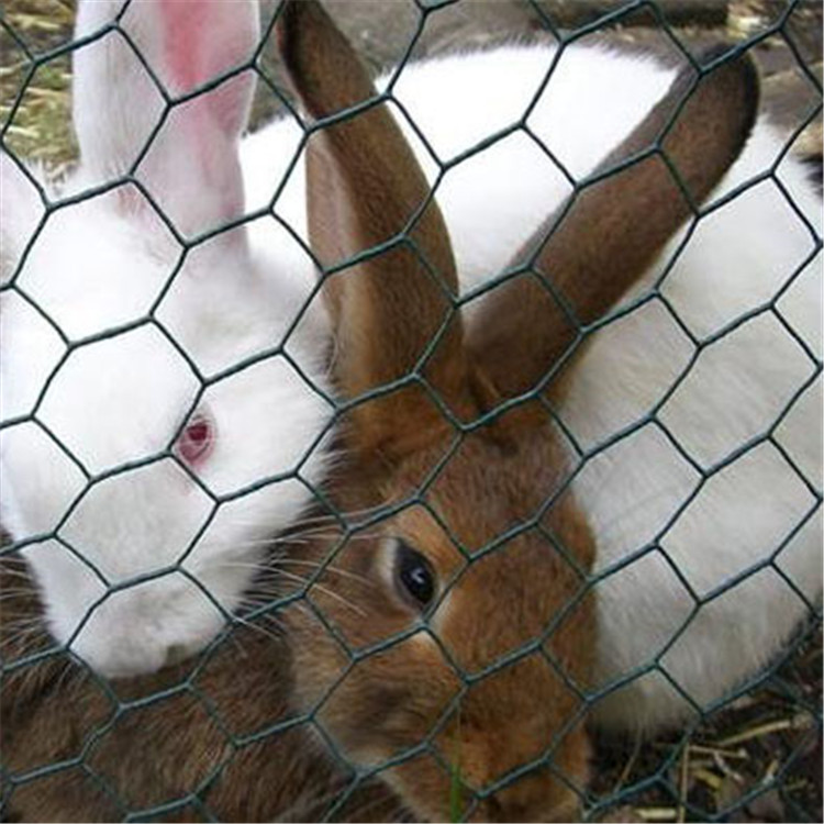 hexagonal wire mesh