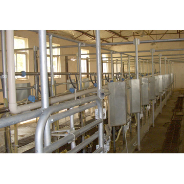 Automatic fishbone bottle milking parlor