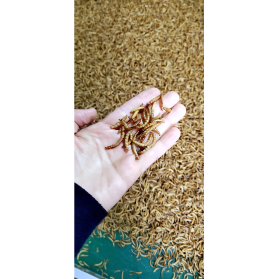 Mealworms rich in high quality protein