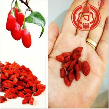 Red Premium Goji Berries Dried Fruit Goji