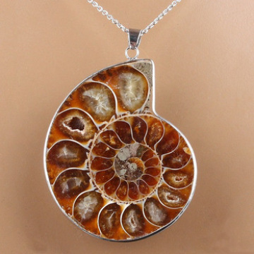 Natural Shell Nautilus wrapped in silver necklace