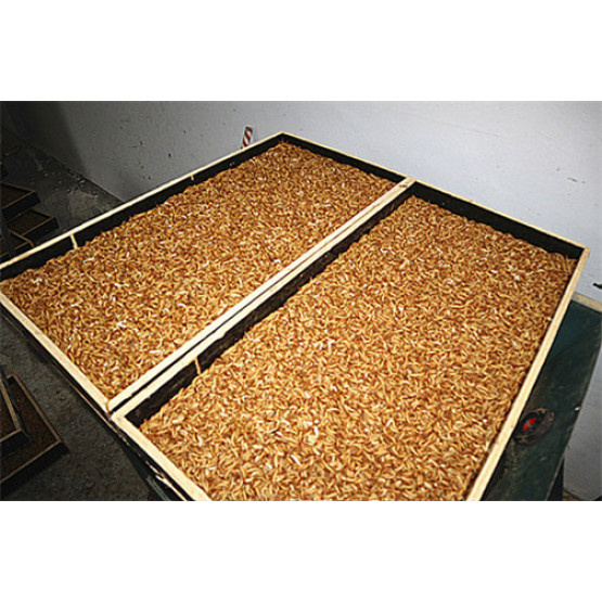 Bulk Mealworm Poultry Feed