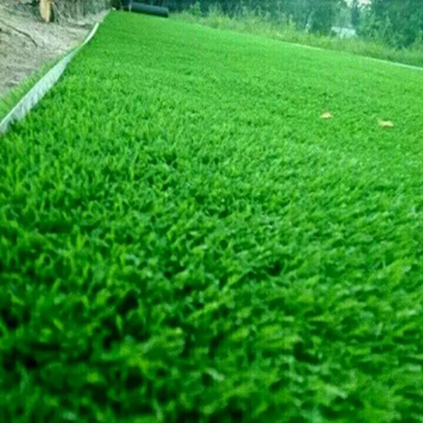 Artificial Grass for fields PE PP Garden Grass