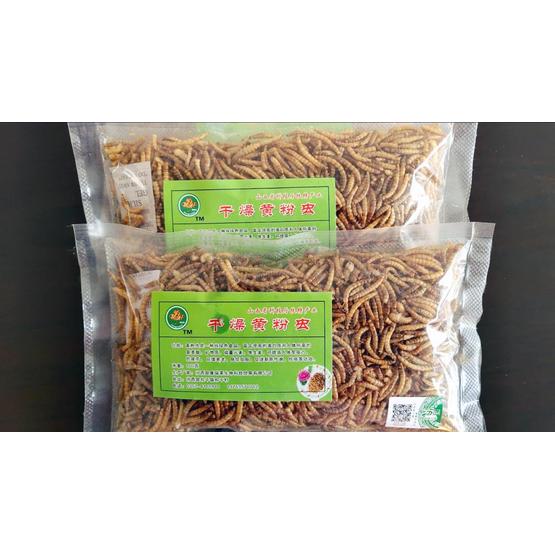 best bullfrog food mealworms